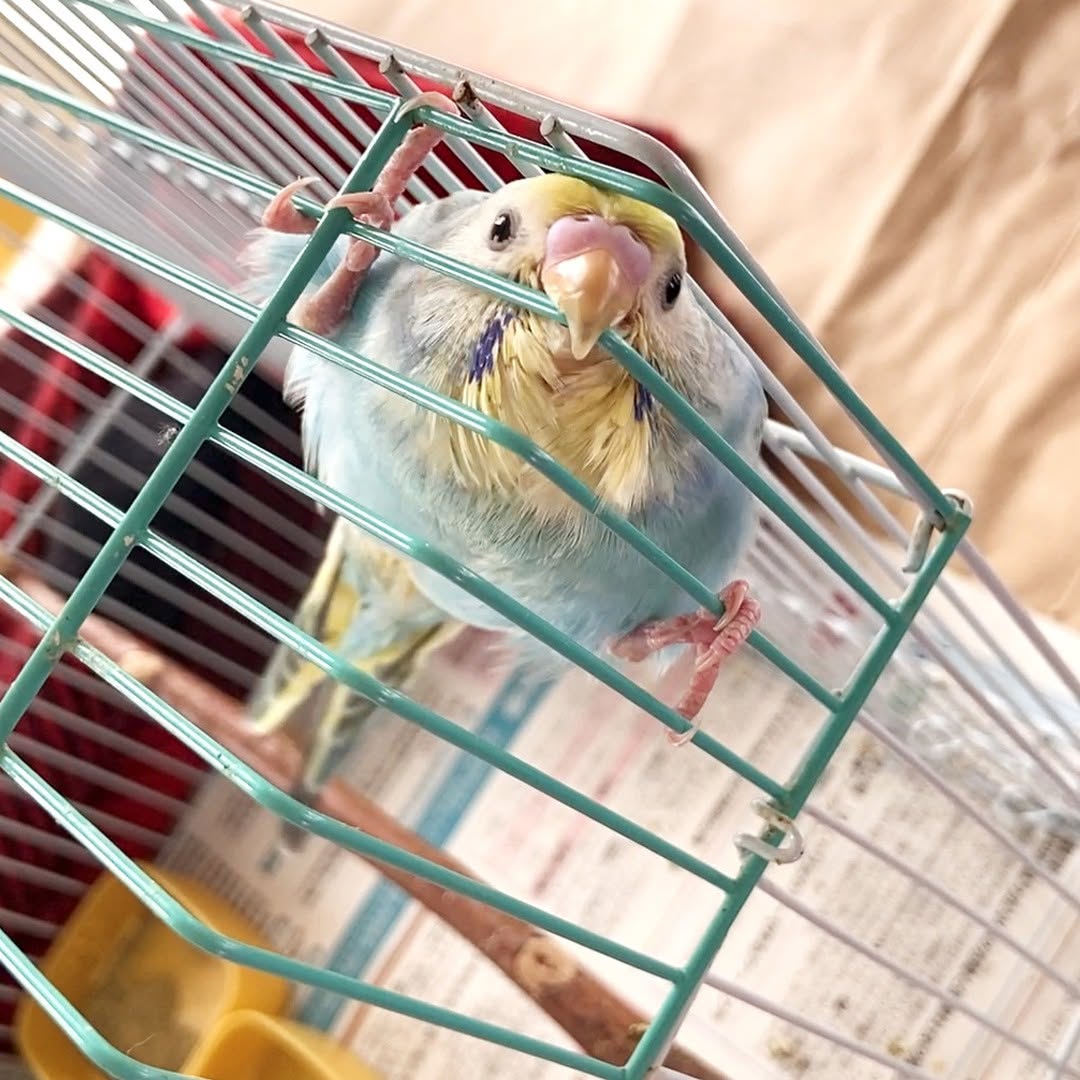 必死すぎて笑える🤣キキちゃんの全力出たいアピール！