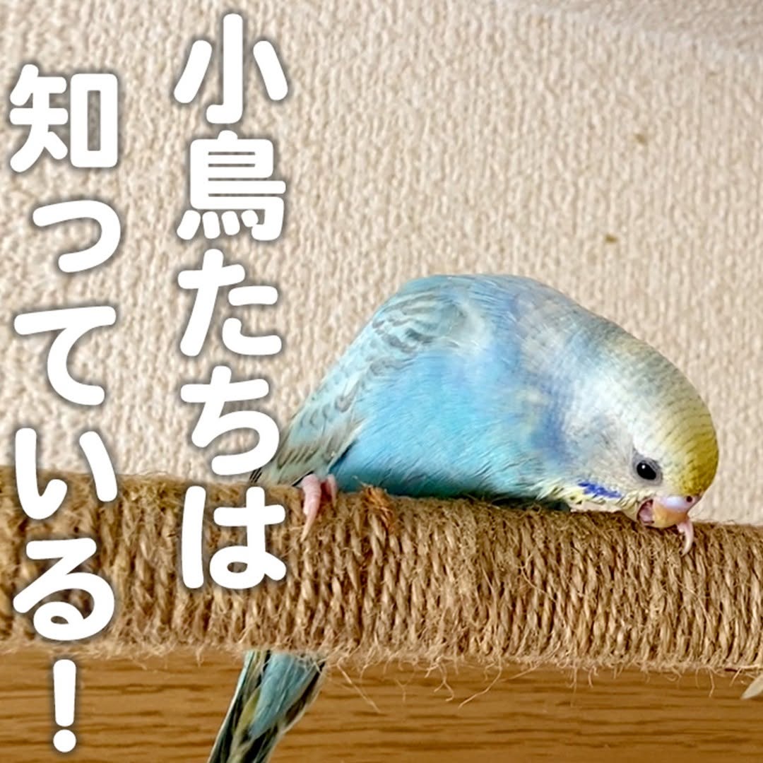 【メガバクテリアの症状】知らないと手遅れに！