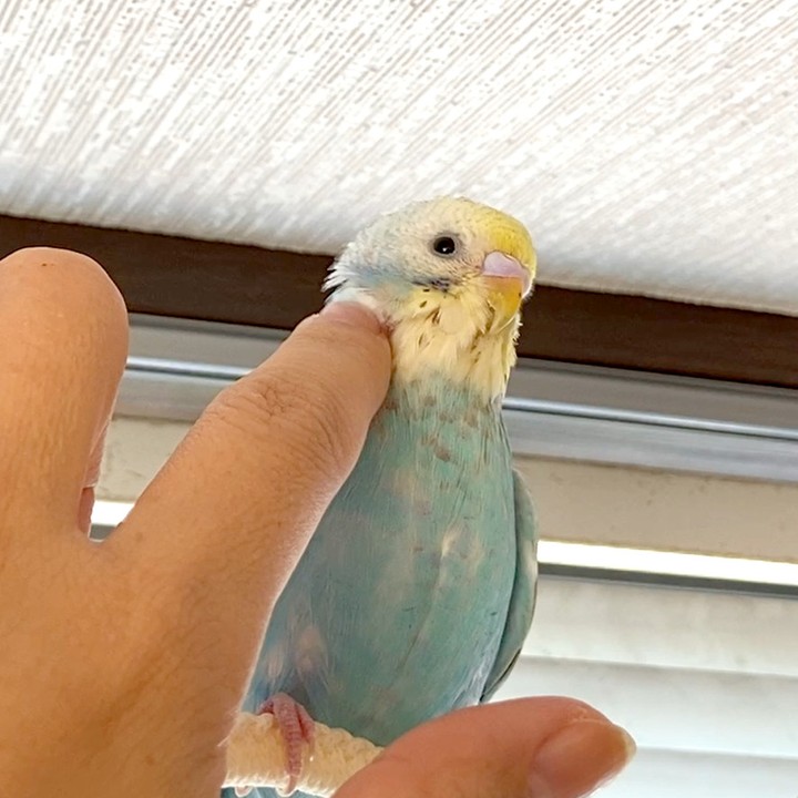今はおさわり禁止💦カキカキさせてくれてた頃のキキ