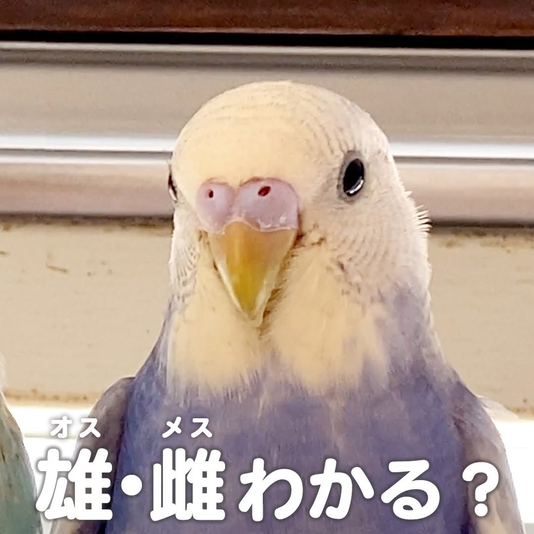 性別わかる？生後3か月のセキセイインコ【幼鳥】
