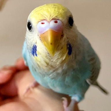 女の子のセキセイインコは気が強い😆幼鳥との癒しの時間💕