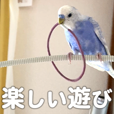 【可愛さ満載！】お気に入りのカラーゴムで遊ぶ🥰セキセイインコ／おちりショットあり💛