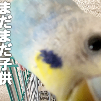 【甘え声】幼さ残る幼鳥セキセイインコと戯れる癒しの時間✨好奇心旺盛な生後6か月の子供インコ