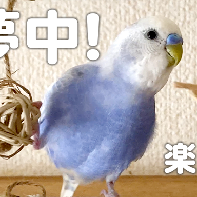 セキセイインコの遊びマイブーム🎵