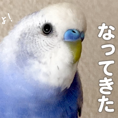 アイリスリングが現れた！セキセイインコ【もう幼鳥じゃないもん！😊】