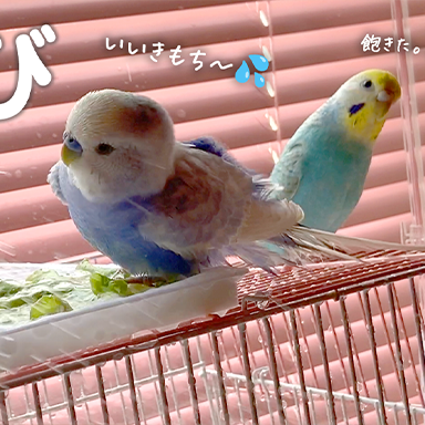 【水浴び】楽しくて誘いをかけてもイマイチ乗ってこないセキセイインコ