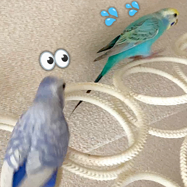 まるでストーカー🤣好きな女の子を追いかけまわすが想いは一方通行なセキセイインコの男の子