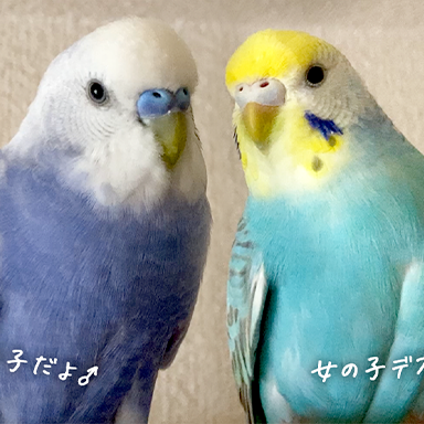 【男の子と女の子】セキセイインコ性別の違いいくつわかる？