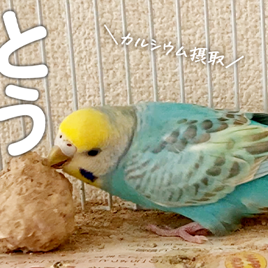 卵産みすぎ注意！恋愛成就して良かったと手放しに喜べないセキセイインコたち