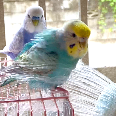 蒸れたお腹をシャワーでスッキリ！妨害を交わしながらセキセイインコの水浴びタイム🎵