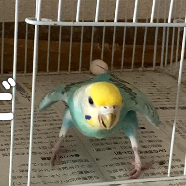 セキセイインコが卵を１個産むのも命がけ【セキセイインコの産卵シーン】