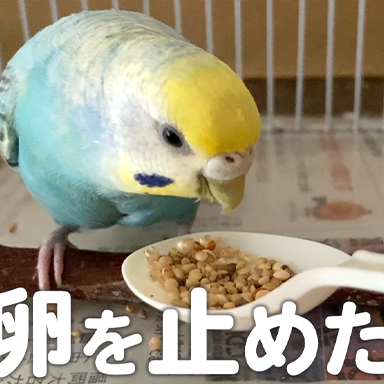 ずっと温めていた卵を諦めきれないセキセイインコの本能