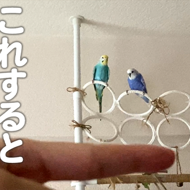 ずっと温めていた卵を諦めきれないセキセイインコの本能