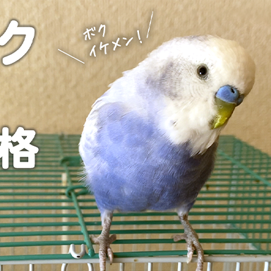 紫色ライラックセキセイインコのムーちゃん（♂男の子）特徴と個性｜性格や魅力をご紹介🥰