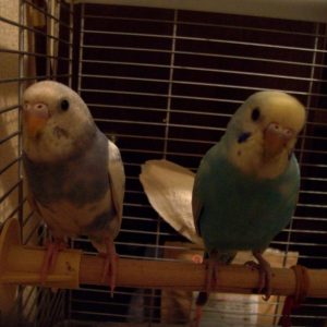 セキセイインコの寝る前