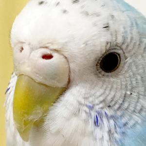 セキセイインコとの生活