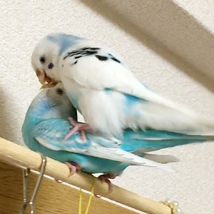 セキセイインコの交尾
