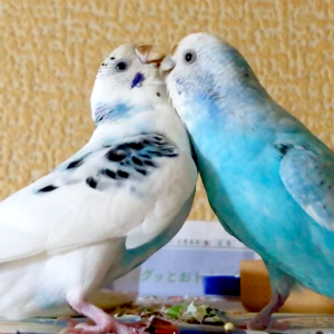 セキセイインコの吐き戻し