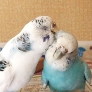 セキセイインコの羽繕い