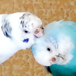 セキセイインコの羽繕い