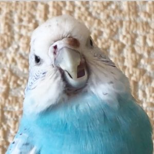 セキセイインコの寝る姿