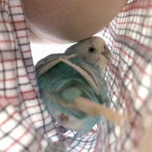 セキセイインコの遊び