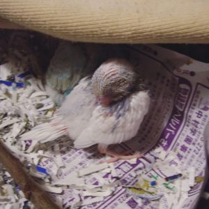 セキセイインコの雛