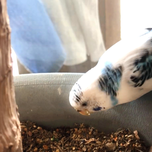 セキセイインコの飼い方の注意点