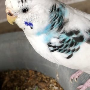 セキセイインコの特徴