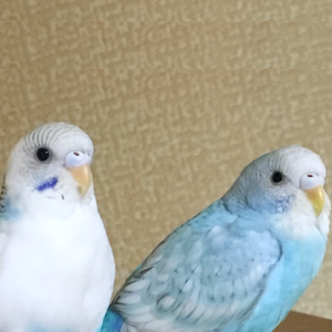 セキセイインコの特徴