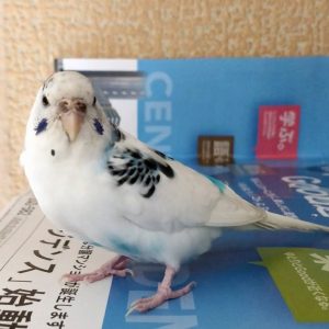 セキセイインコのハルクイン