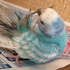 セキセイインコの羽繕い