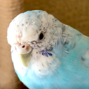 セキセイインコの飼い方の注意点