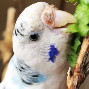 セキセイインコのえさ