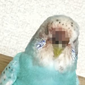 セキセイインコの怪我