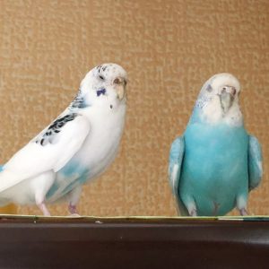 セキセイインコの寝る姿