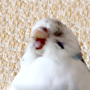セキセイインコのあくび