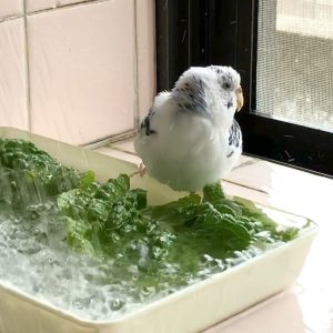 セキセイインコの水浴び