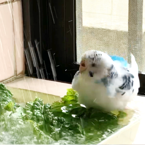 セキセイインコの水浴び