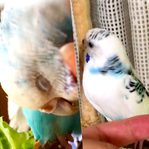 セキセイインコの羽繕い