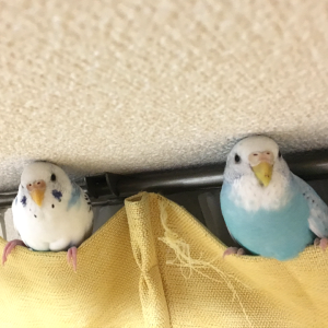 セキセイインコとの生活