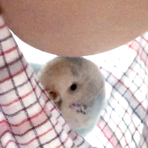 セキセイインコとの生活