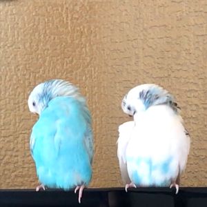 セキセイインコの羽繕い