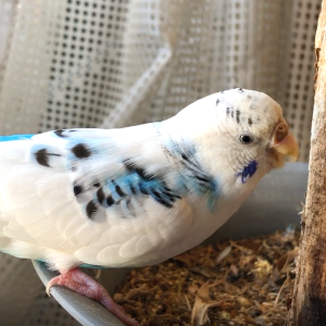 セキセイインコの飼い方の注意点