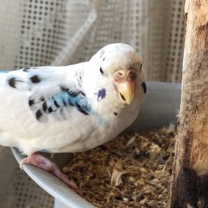 セキセイインコの飼い方の注意点