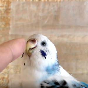 可愛いセキセイインコ