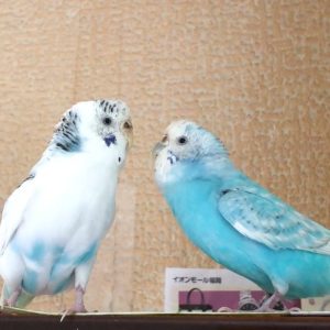 可愛いセキセイインコ