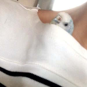 可愛いセキセイインコ
