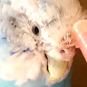 セキセイインコ換羽期