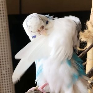 セキセイインコの羽繕い